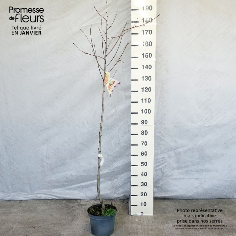 Exemplar von Pêcher Suncrest - Prunus persica Demi-tige en pot de 7,5l/10l wie im Winter geliefert