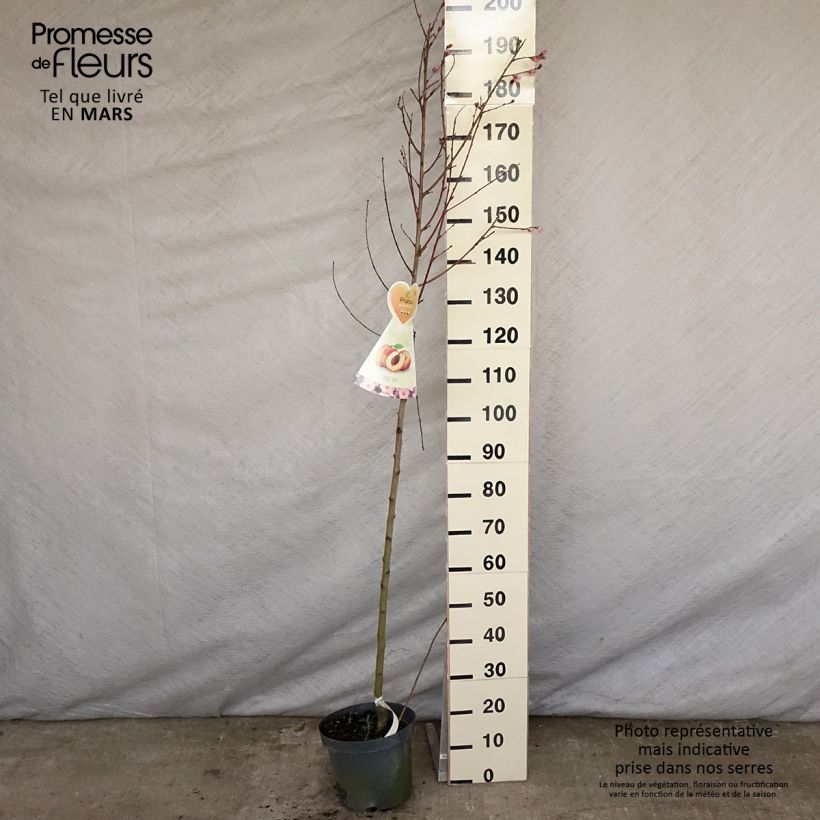 Exemplar von Pfirsich Suncrest - Prunus persica Topf mit 7,5L/10L, HalbstammGelieferte Höhe ca. 200/220cm wie im Frühjahr geliefert