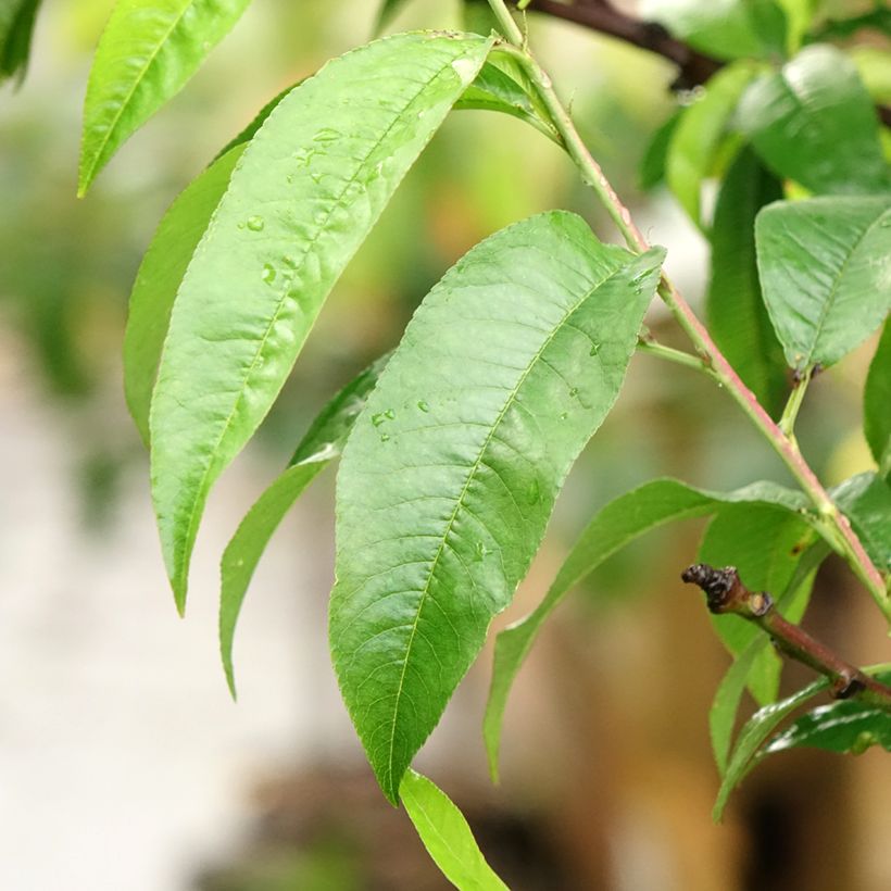 Pfirsich Suncrest - Prunus persica (Laub)