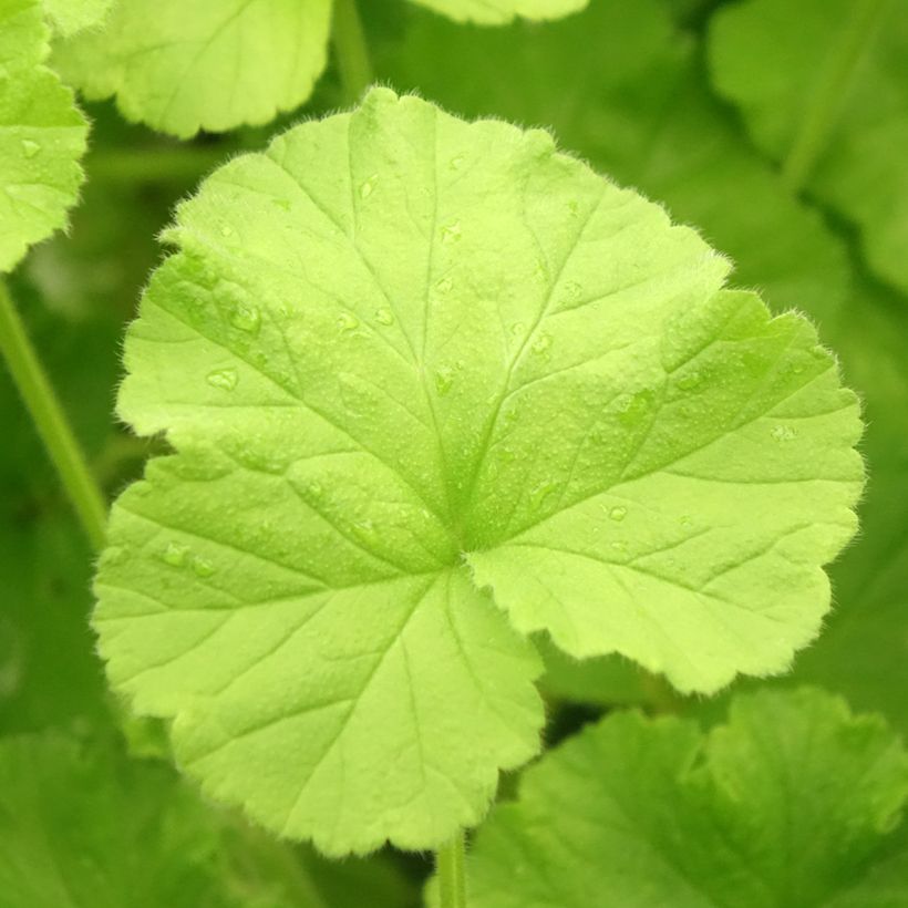 Duftende Pelargonie Atomic Snowflake - Pelargonium (Laub)