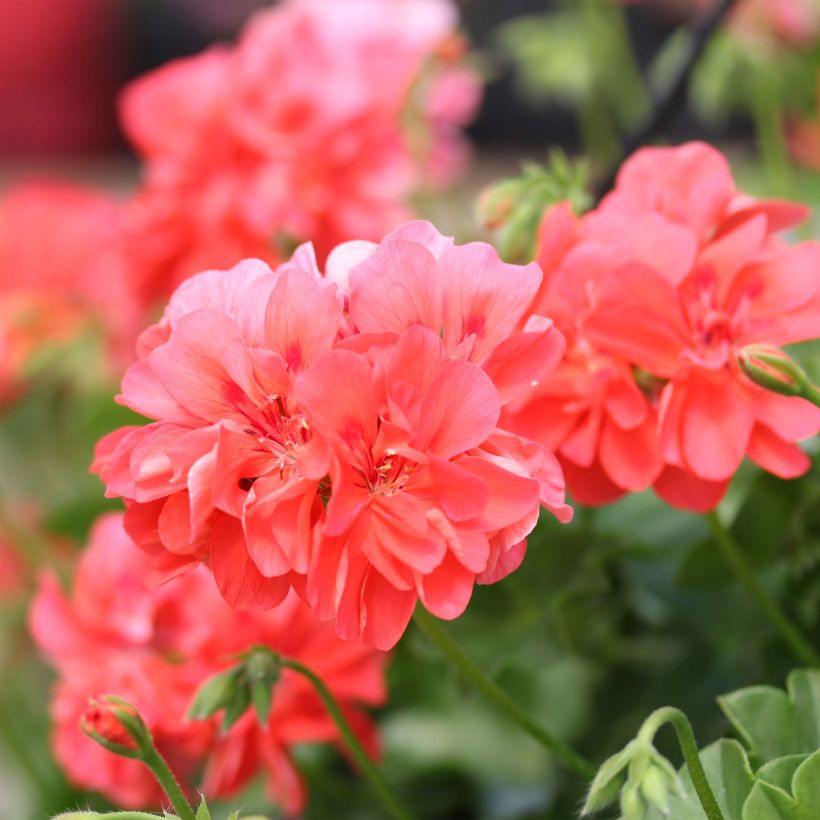 Hängegeranie Double Apricot Salmon Orange - Pelargonium (Blüte)