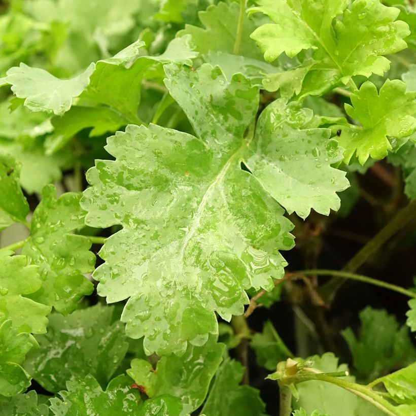 Pelargonium gibbosum (Laub)