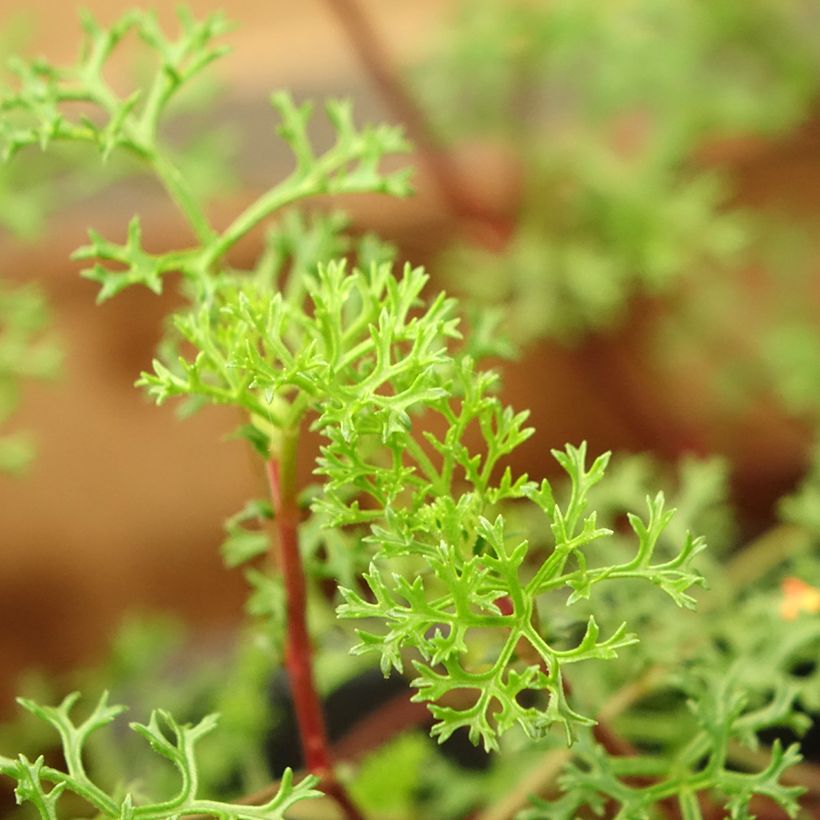 Pelargonium fruticosum (Laub)