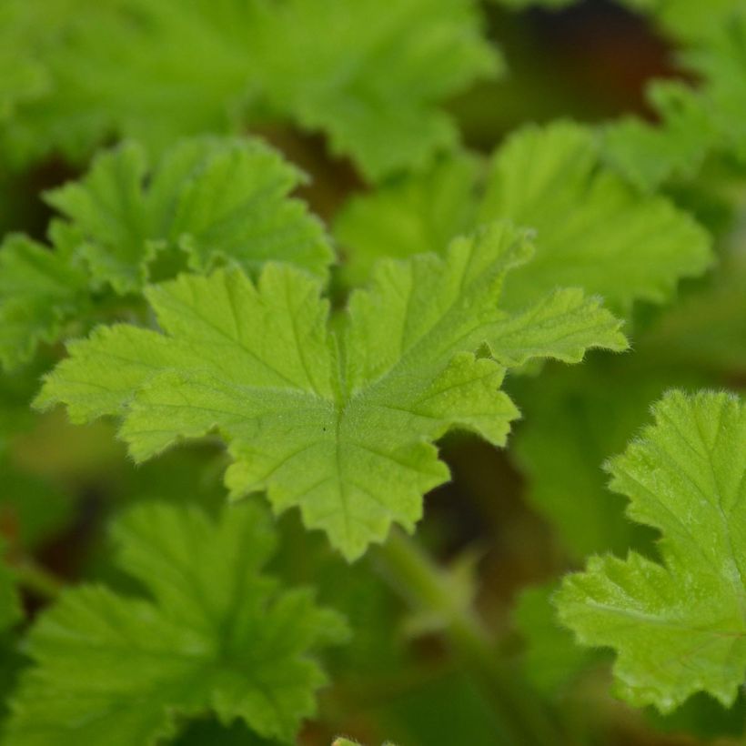 Englische Geranie Attar of Roses - Pelargonium (Laub)