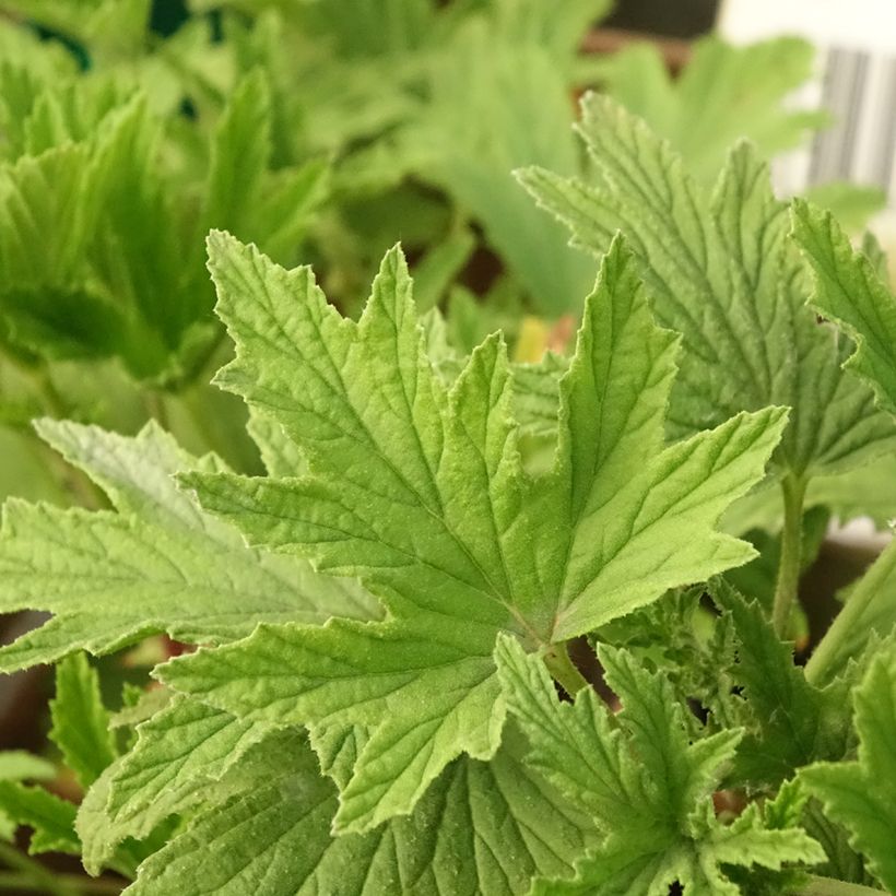 Duftende Pelargonie Orange Fizz - Pelargonium (Laub)