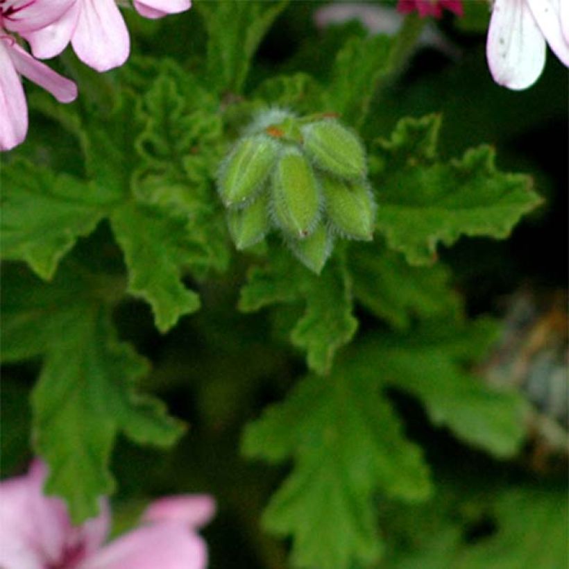 Duftende Pelargonie - Pelargonium graveolens (Laub)