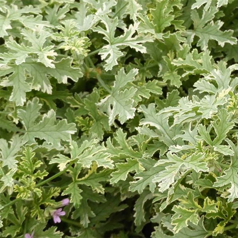 Duftende Pelargonie Grey Lady Plymouth - Pelargonium graveolens (Laub)