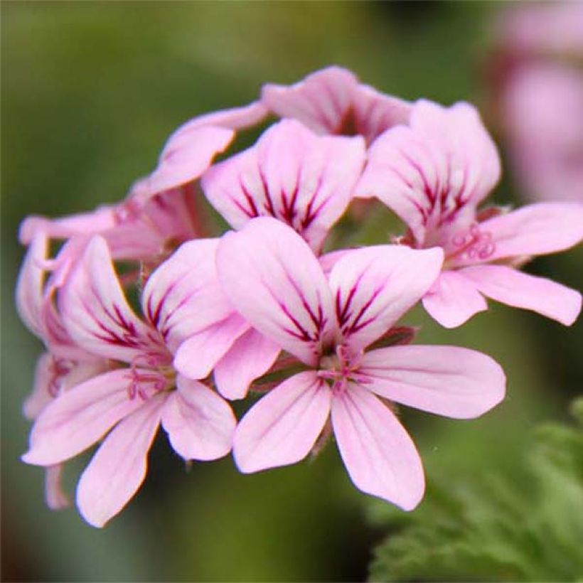 Duftende Pelargonie Grey Lady Plymouth - Pelargonium graveolens (Blüte)