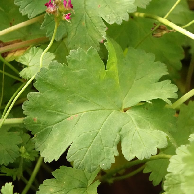 Geranie - Pelargonium grossularioides (Laub)