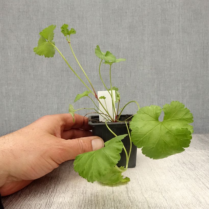 Exemplar von Geranie - Pelargonium grossularioides wie im Frühjahr geliefert