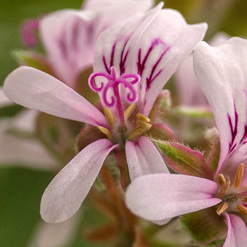 Duftende Pelargonie Candy Dancer - Pelargonium (Blüte)