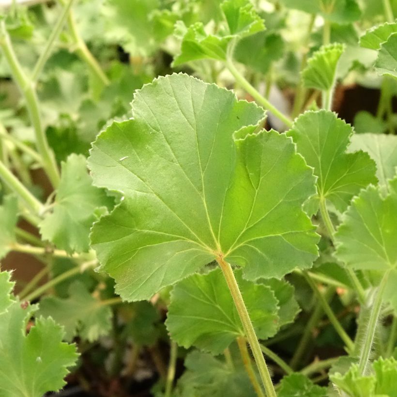 Duftende Pelargonie Cola Bottles - Pelargonium (Laub)