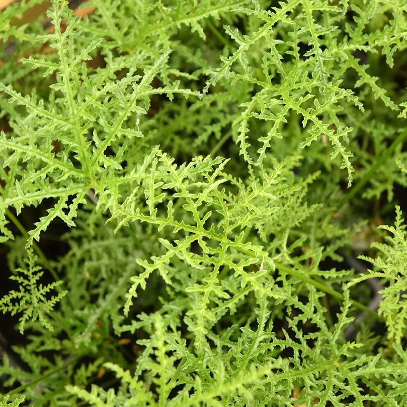 Duftende Pelargonie Filicifolium - Pelargonium denticulatum (Laub)