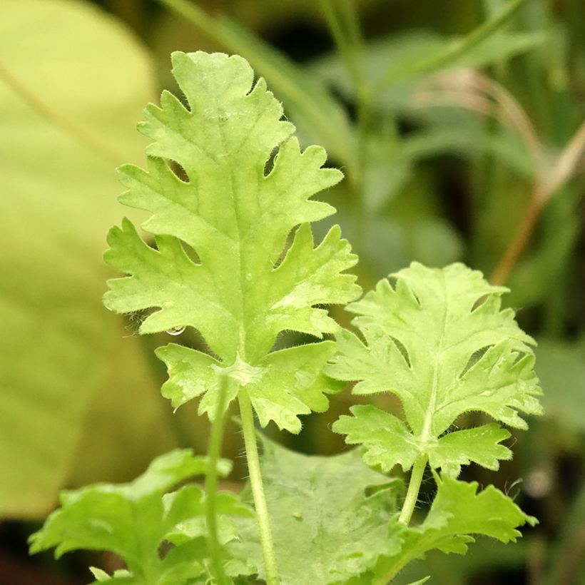 Pelargonium ionidiflorum - Duftende Pelargonie (Laub)