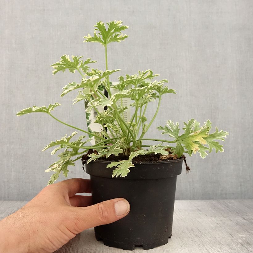 Exemplar von Duftende Pelargonie Lady Plymouth - Pelargonium graveolens Topf mit 1,5L/2L wie im Frühjahr geliefert