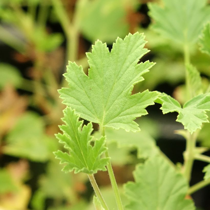 Duftende Pelargonie Lemon fancy - Pelargonium (Laub)