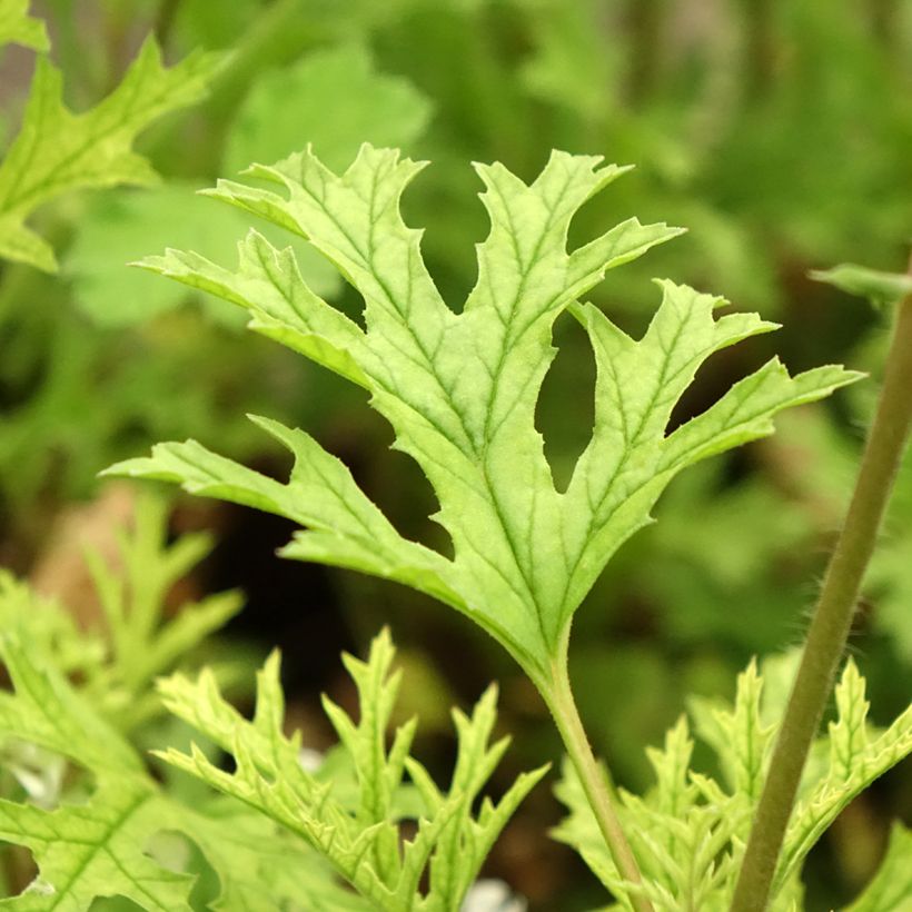 Pelargonium pseudoglutinosum (Laub)