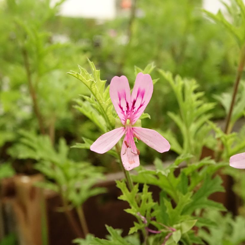 Pelargonium pseudoglutinosum (Blüte)