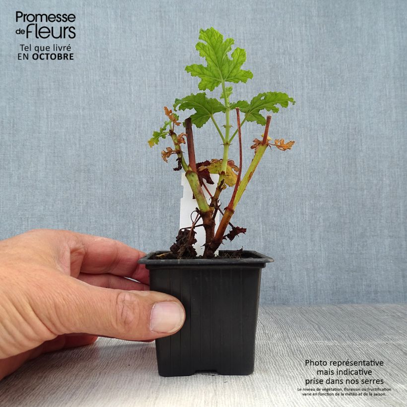 Exemplar von Duftende Pelargonie Royal Oak - Pelargonium quercifolium wie im Herbst geliefert