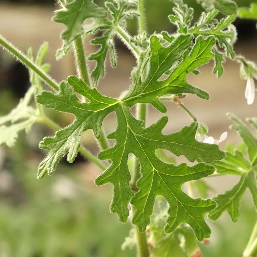 Duftende Pelargonie White Graveolens - Pelargonium graveolens (Laub)