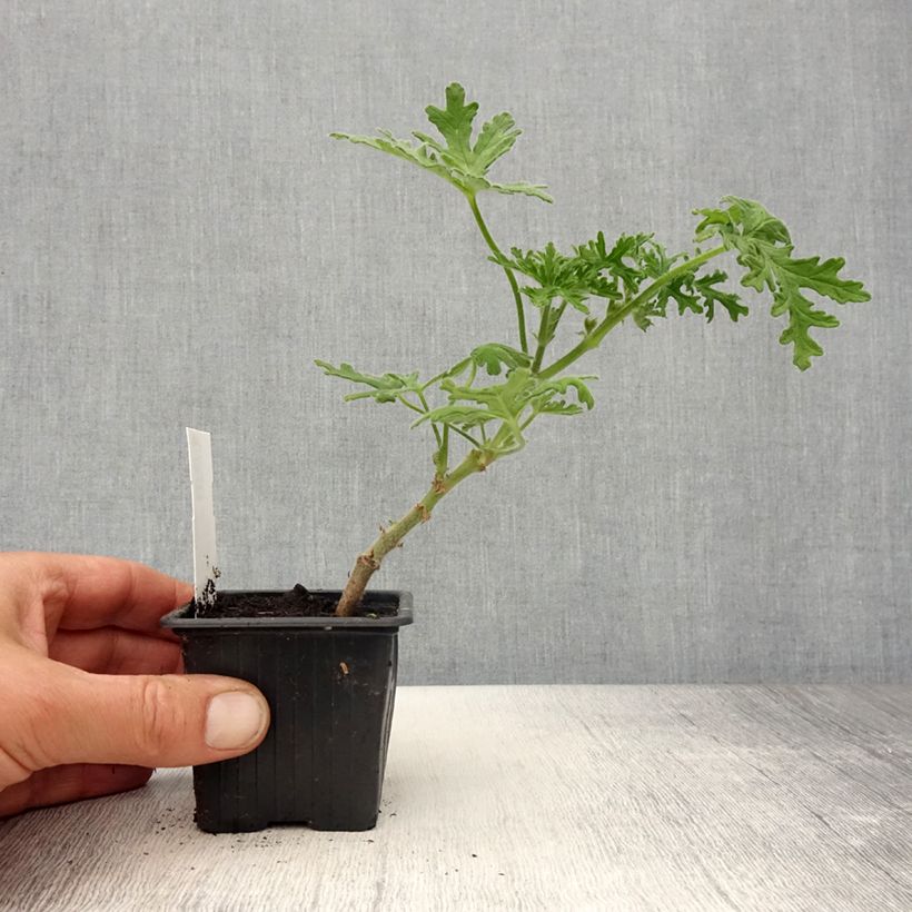 Exemplar von Pelargonium odorant White Graveolens - Géranium à forte odeur - Godet de 8/9 cm wie im Frühjahr geliefert