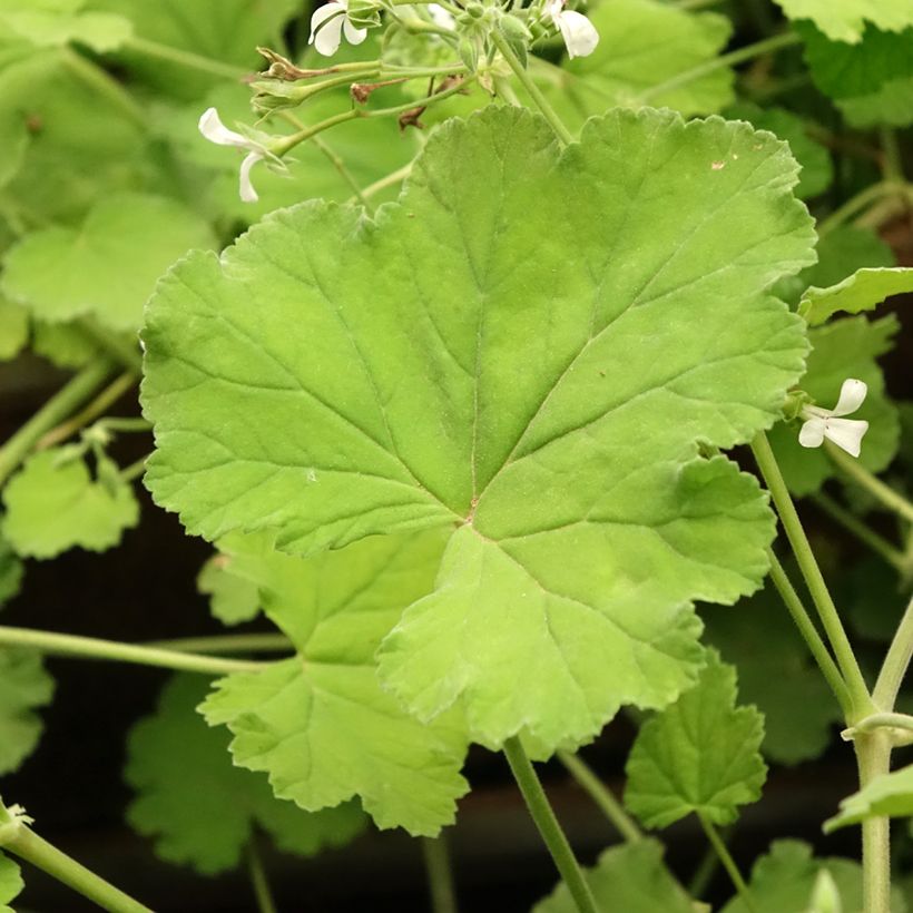 Pelargonium odoratissimum (Laub)