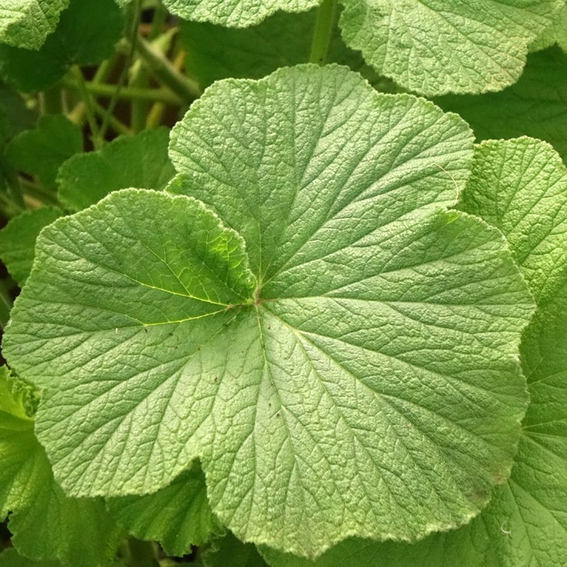 Pelargonium papilionaceum (Laub)