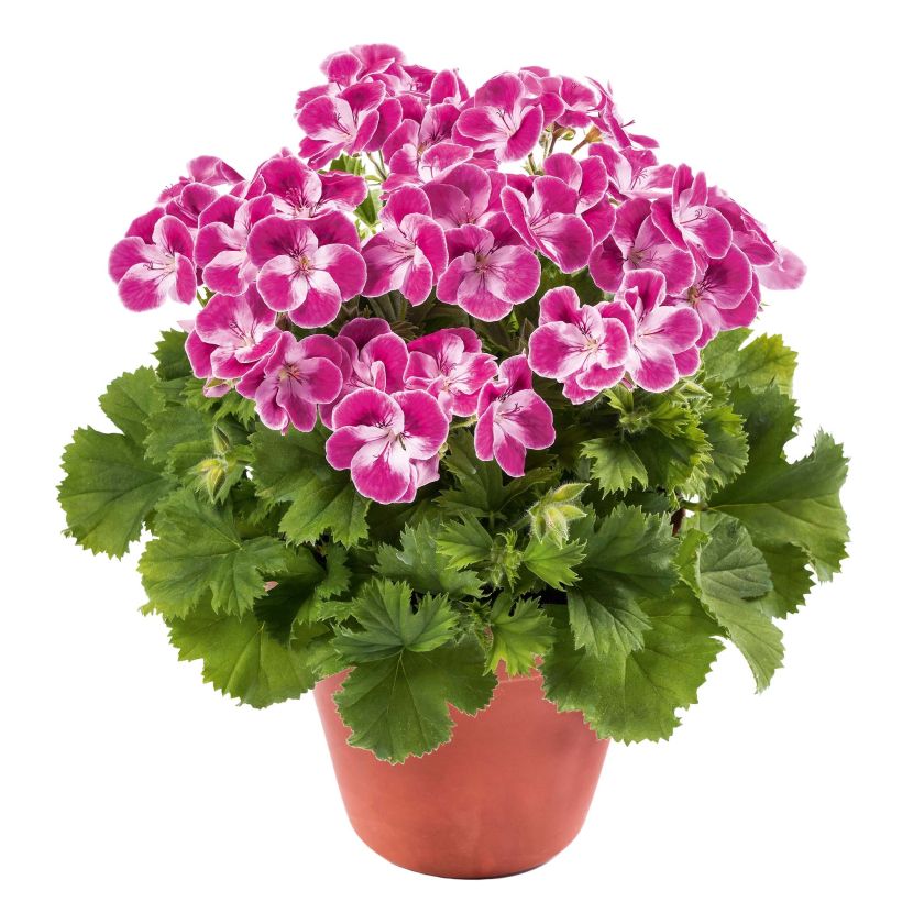 Großblütige Pelargonie Pinkerbell - Pelargonium (Hafen)