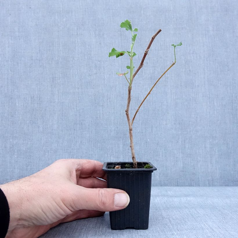 Exemplar von Prince Rupert - Pelargonium crispum Kleine Töpfe von 7/8 cm wie im Winter geliefert