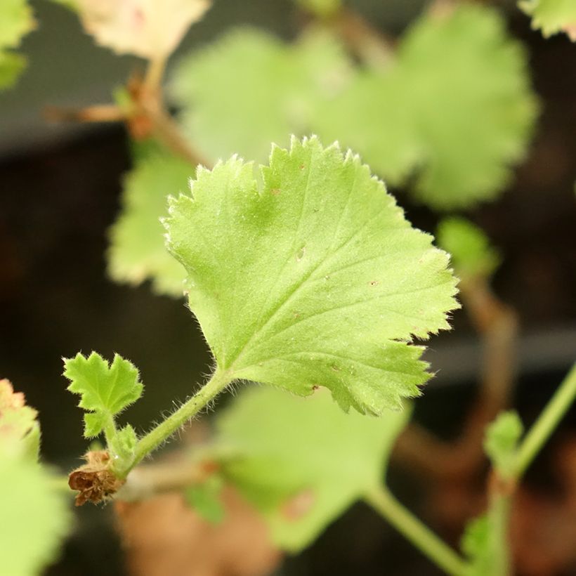 Prince Rupert - Pelargonium crispum (Laub)