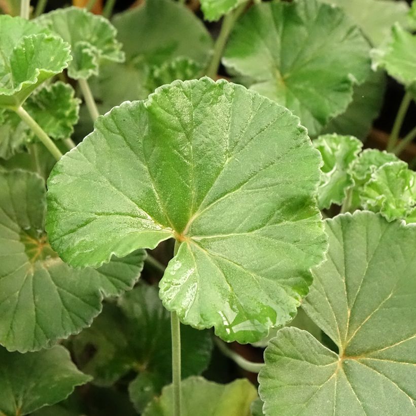 Pelargonium reniforme sidoides (Laub)