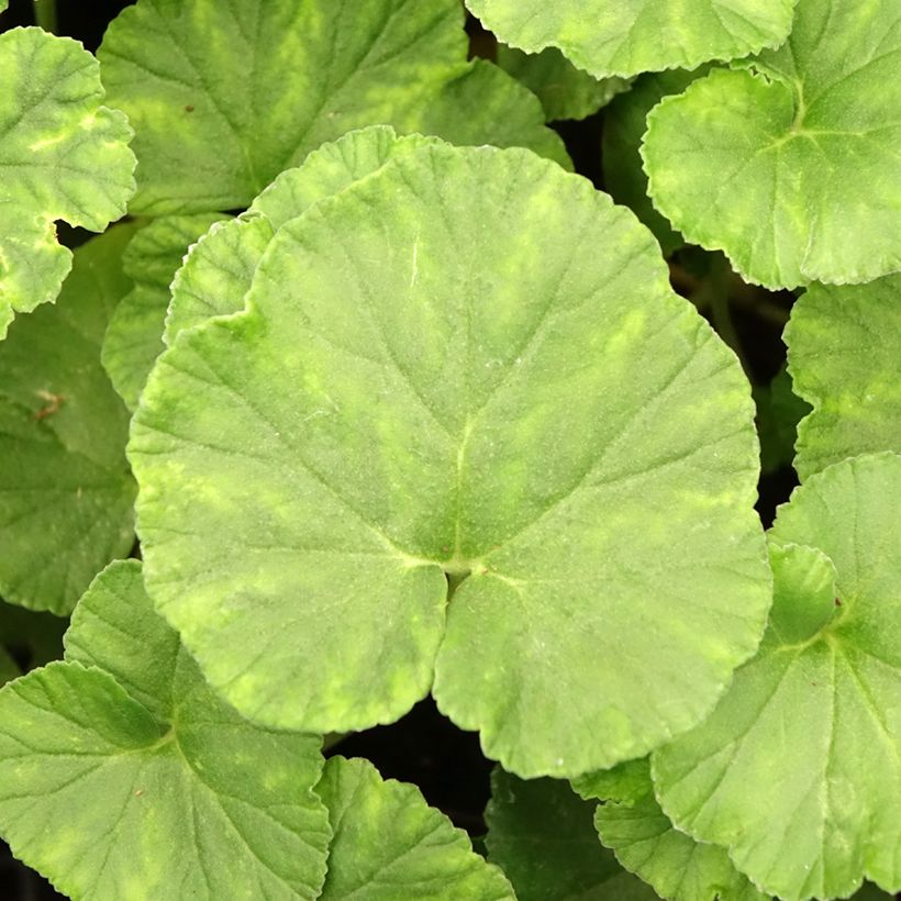 Pelargonium reniforme (Laub)