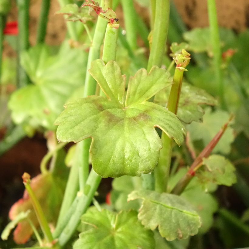 Pelargonium tetragonum (Laub)