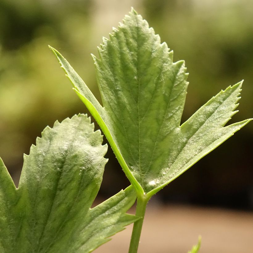 Pelargonium tricuspidatum (Laub)