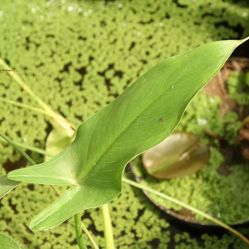 Peltandra virginica - Pfeilaronstab (Laub)