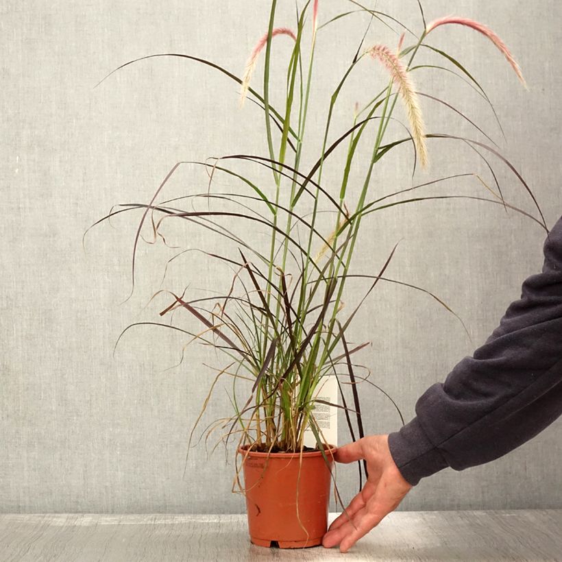 Exemplar von Pennisetum advena Rubrum - Herbe aux écouvillons pourpres pot de 1L/1.5L wie im Herbst geliefert