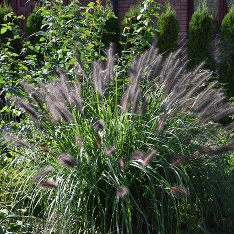 Lampenputzergras Black Beauty - Pennisetum alopecuroïdes (Laub)