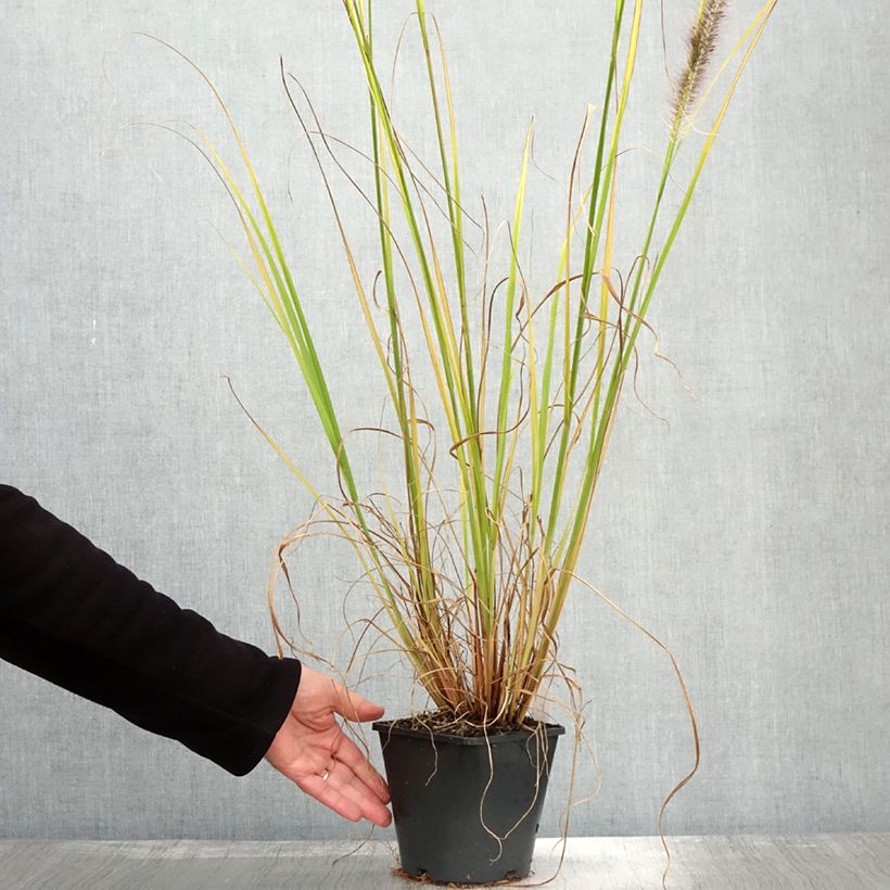 Exemplar von Pennisetum alopecuroides Black Beauty - Herbe aux écouvillons Pot de 2L/3L wie im Herbst geliefert