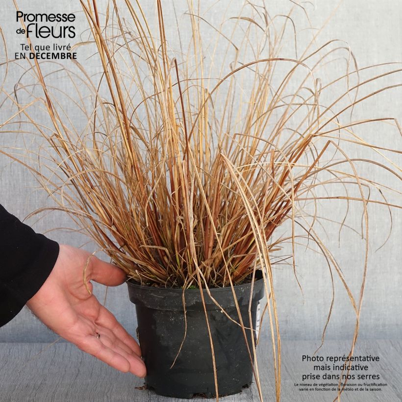 Exemplar von Pennisetum alopecuroides Cassian - Herbe aux écouvillons en pot de 2L/3L wie im Herbst geliefert