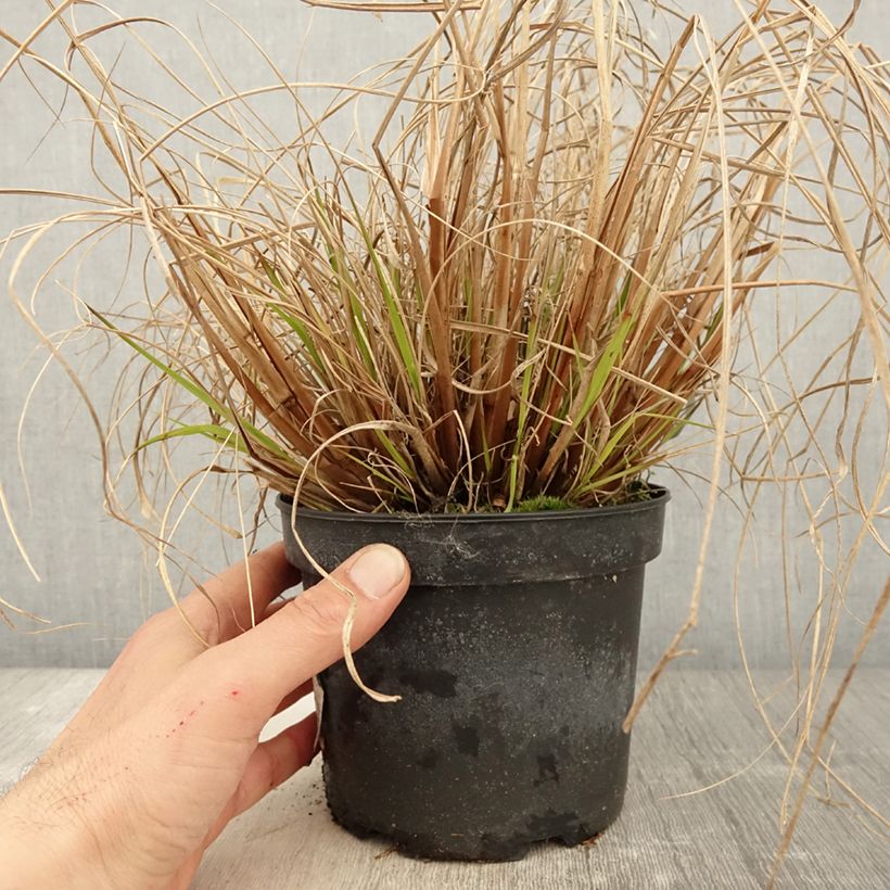 Exemplar von Lampenputzergras Cassian - Pennisetum alopecuroïdes Topf mit 2L/3L wie im Frühjahr geliefert