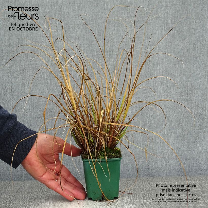 Exemplar von Pennisetum alopecuroides Cassian - Herbe aux écouvillons Godet de 9cm wie im Herbst geliefert