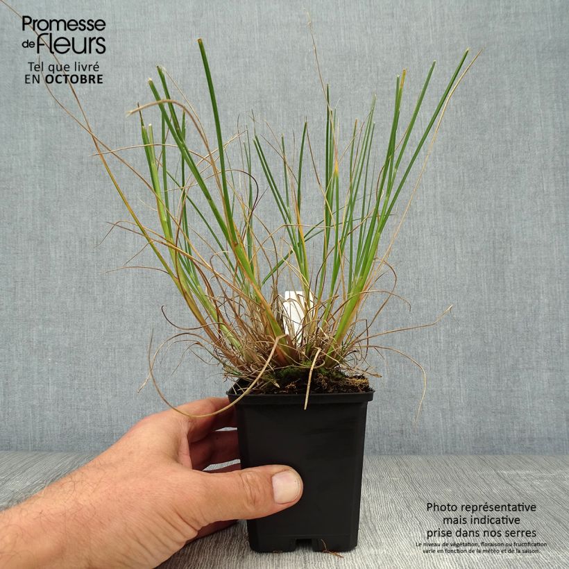 Exemplar von Pennisetum alopecuroides Goldstrich - Herbe aux écouvillons Godet de 9cm wie im Herbst geliefert