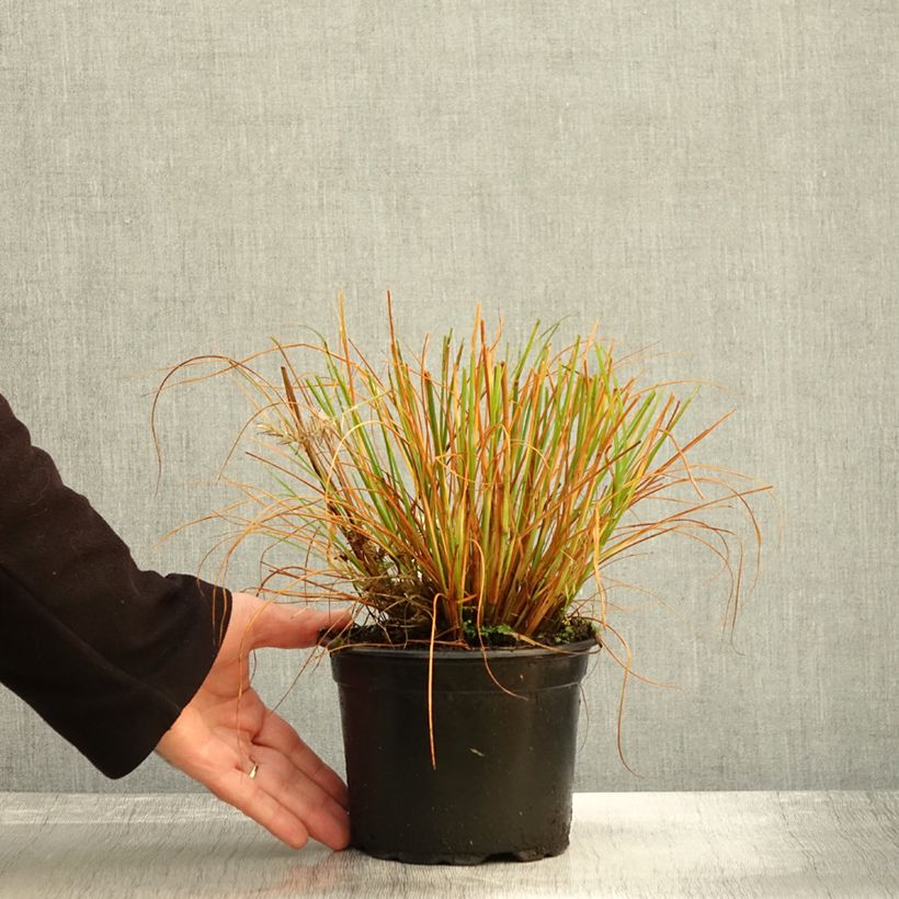 Exemplar von Pennisetum alopecuroides Hameln - Pot de 2L wie im Herbst geliefert