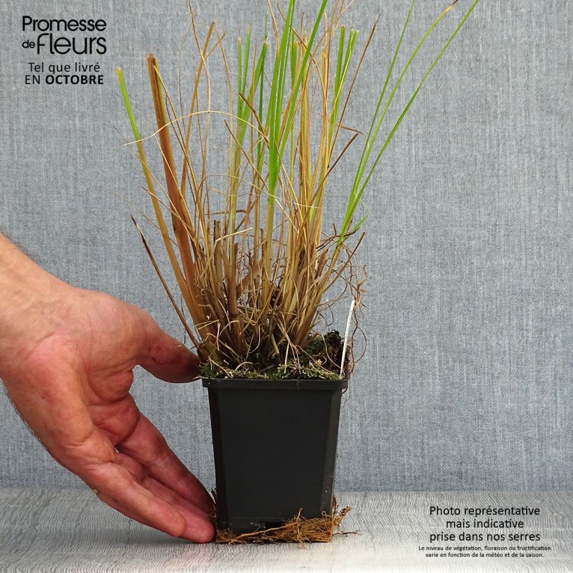 Exemplar von Pennisetum alopecuroïdes Japonicum - Herbe aux écouvillons en godet de 9 cm wie im Herbst geliefert