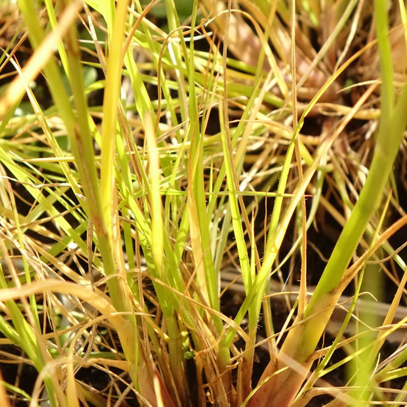 Lampenputzergras Japonicum - Pennisetum alopecuroïdes (Laub)