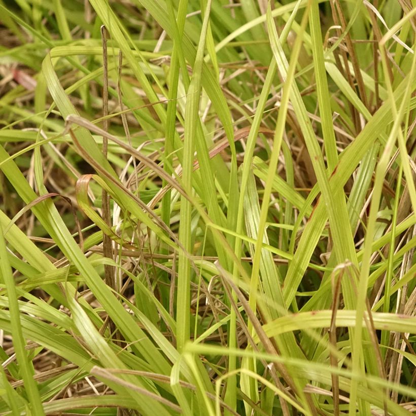 Lampenputzergras Lepage Gold - Pennisetum alopecuroïdes (Laub)