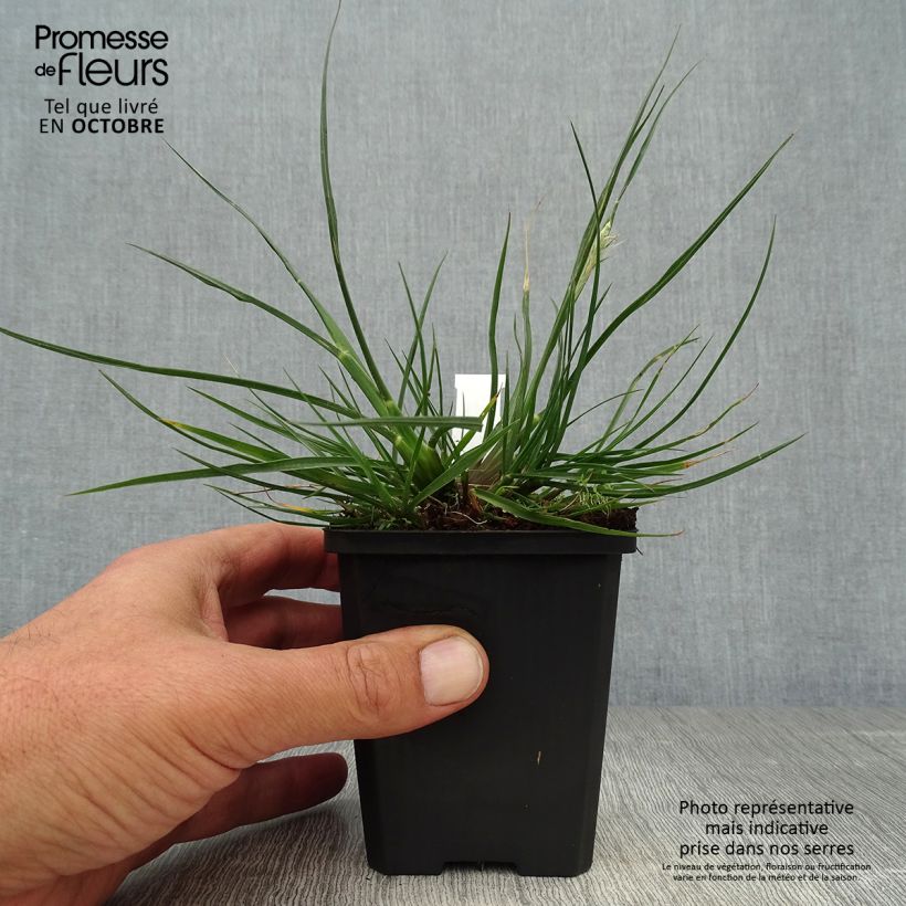 Exemplar von Pennisetum alopecuroides Little Bunny - Herbe aux écouvillons godet de 9cm wie im Herbst geliefert