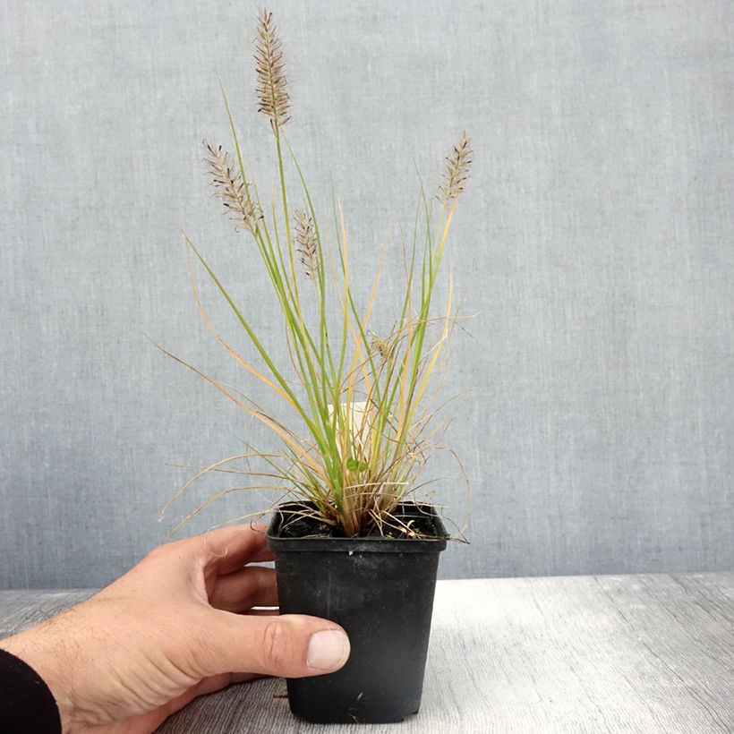 Exemplar von Pennisetum alopecuroides Lumen Gold - Herbe aux écouvillons Godet de 8/9 cm wie im Herbst geliefert