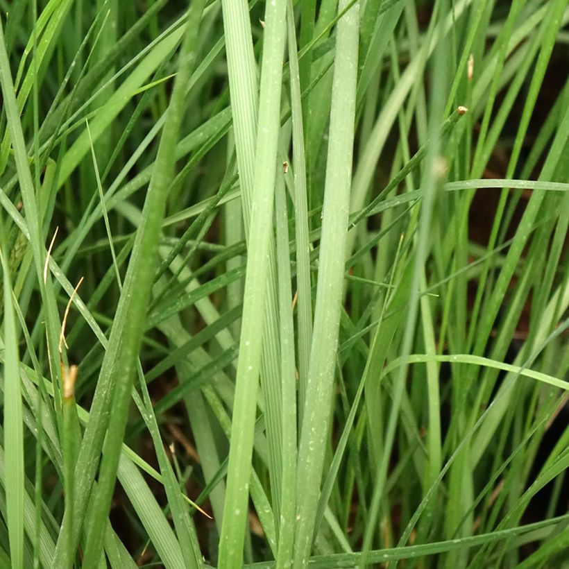 Lampenputzergras Moudry - Pennisetum alopecuroïdes (Laub)