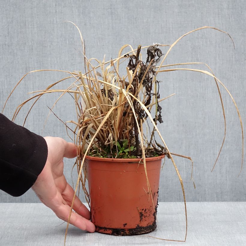 Exemplar von Lampenputzergras National Arboretum - Pennisetum alopecuroïdes Topf mit 1L/1,5L wie im Winter geliefert